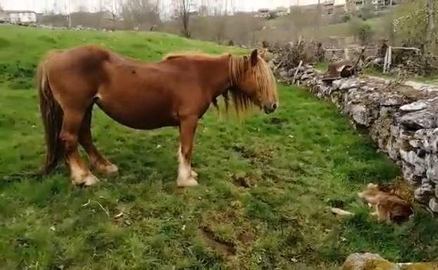 «Un lobo en la mies, a plena luz del día, dejándose ver era algo impensable»