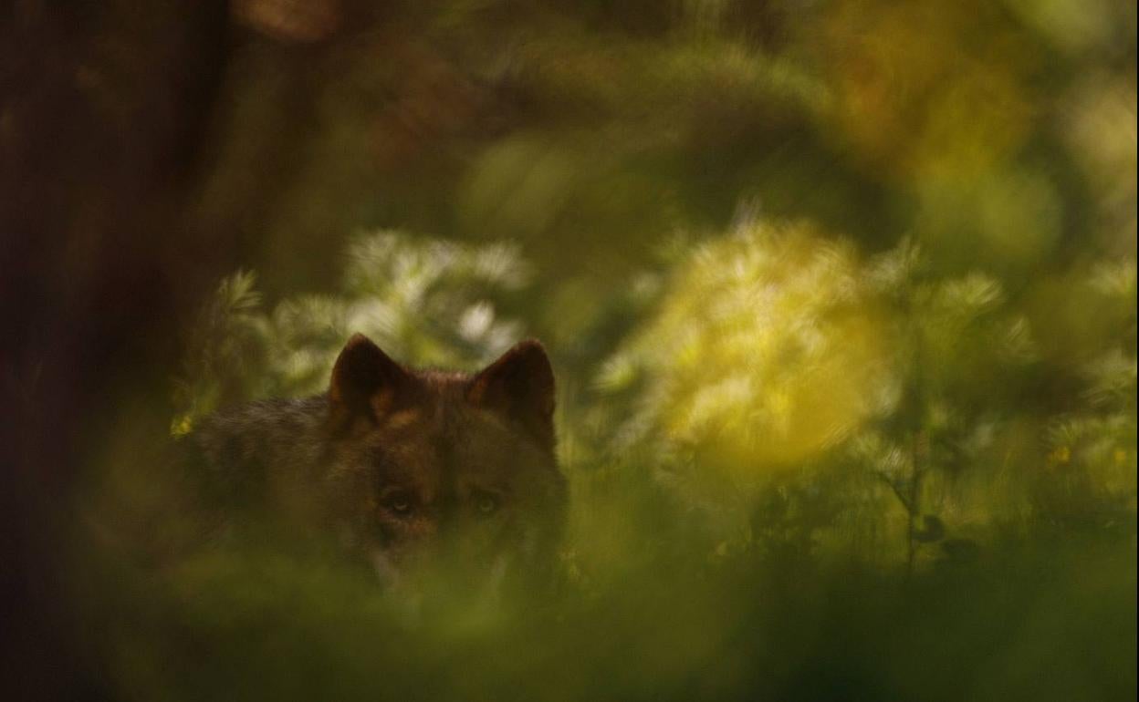 Un lobo, camuflado entre los matorrales.