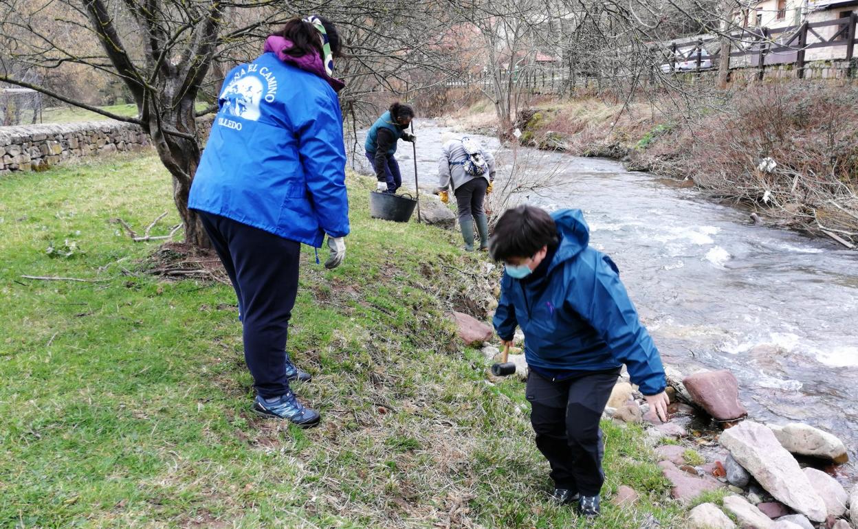 Plantación de arbolado en el Río Pas en una actividad de voluntariado 