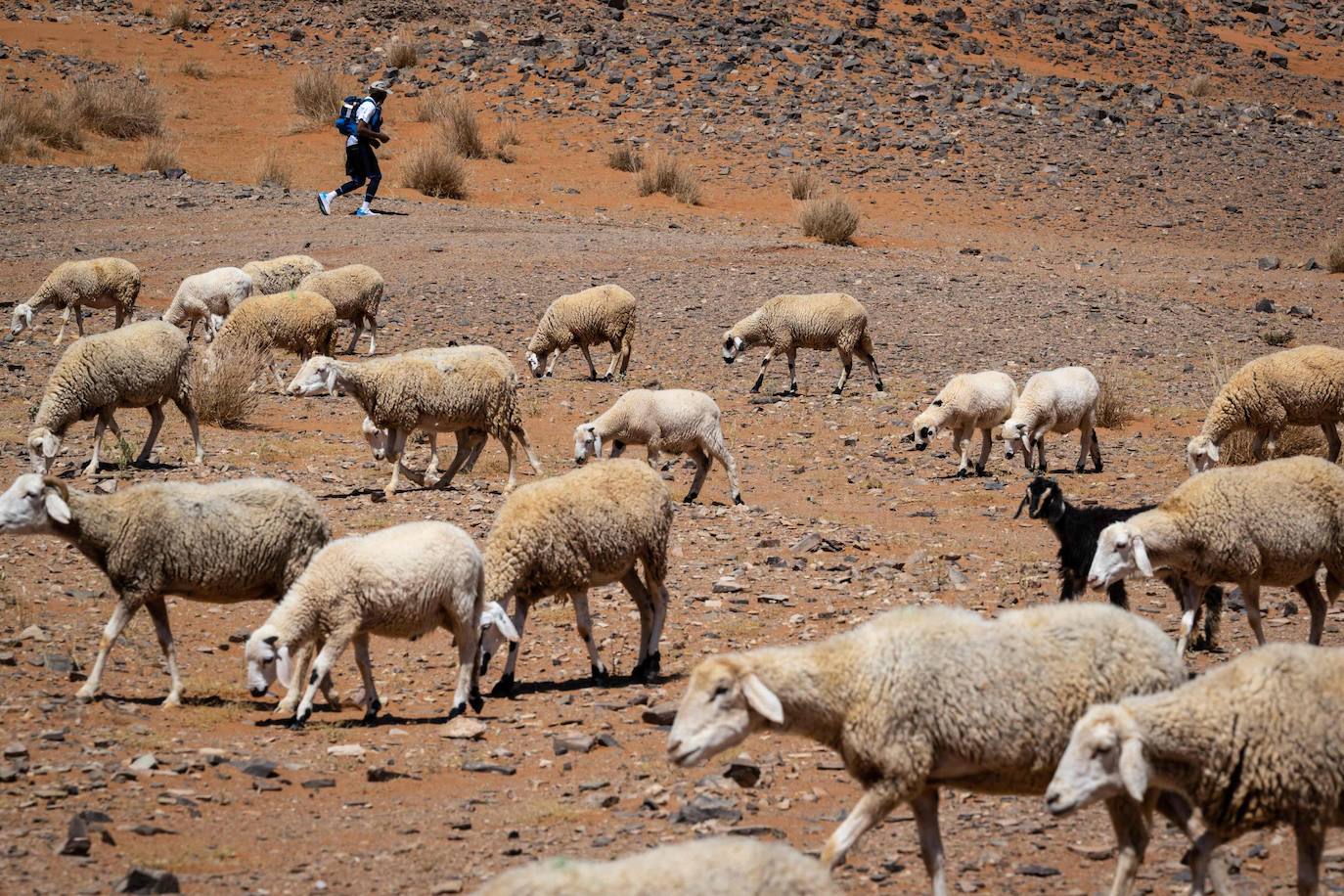 Esta prueba es considerada una de las carreras más duras del mundo. Desde el año 1986 el francés Patrick Bauer organiza esta cita en Marruecos con un recorrido de 250 kilómetros en siete días.