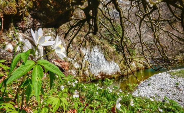 El río Dobra, con sus aguas turquesas, es el único de Asturias que no pasa por ninguna población 