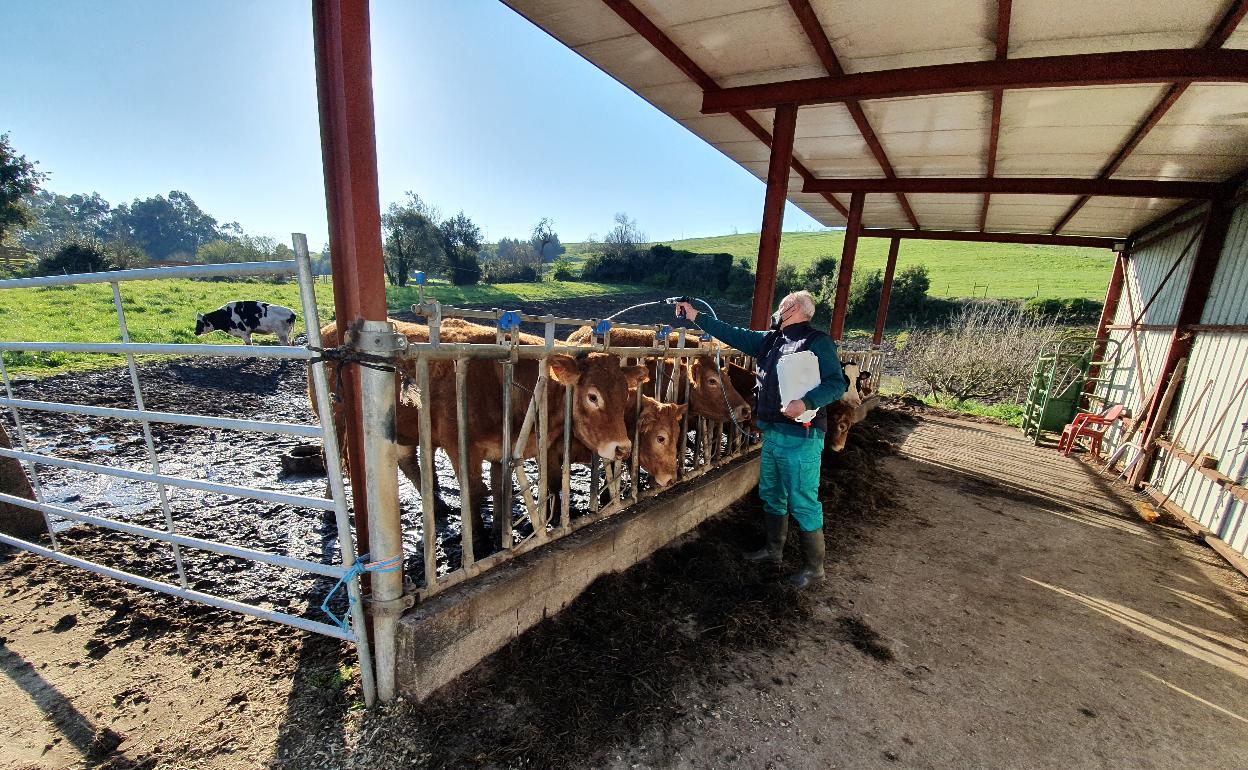 El veterinario Jesús Castillo realiza el tratamiento a los animales de la ganadería de Borja Lavín, en Cóbreces. 