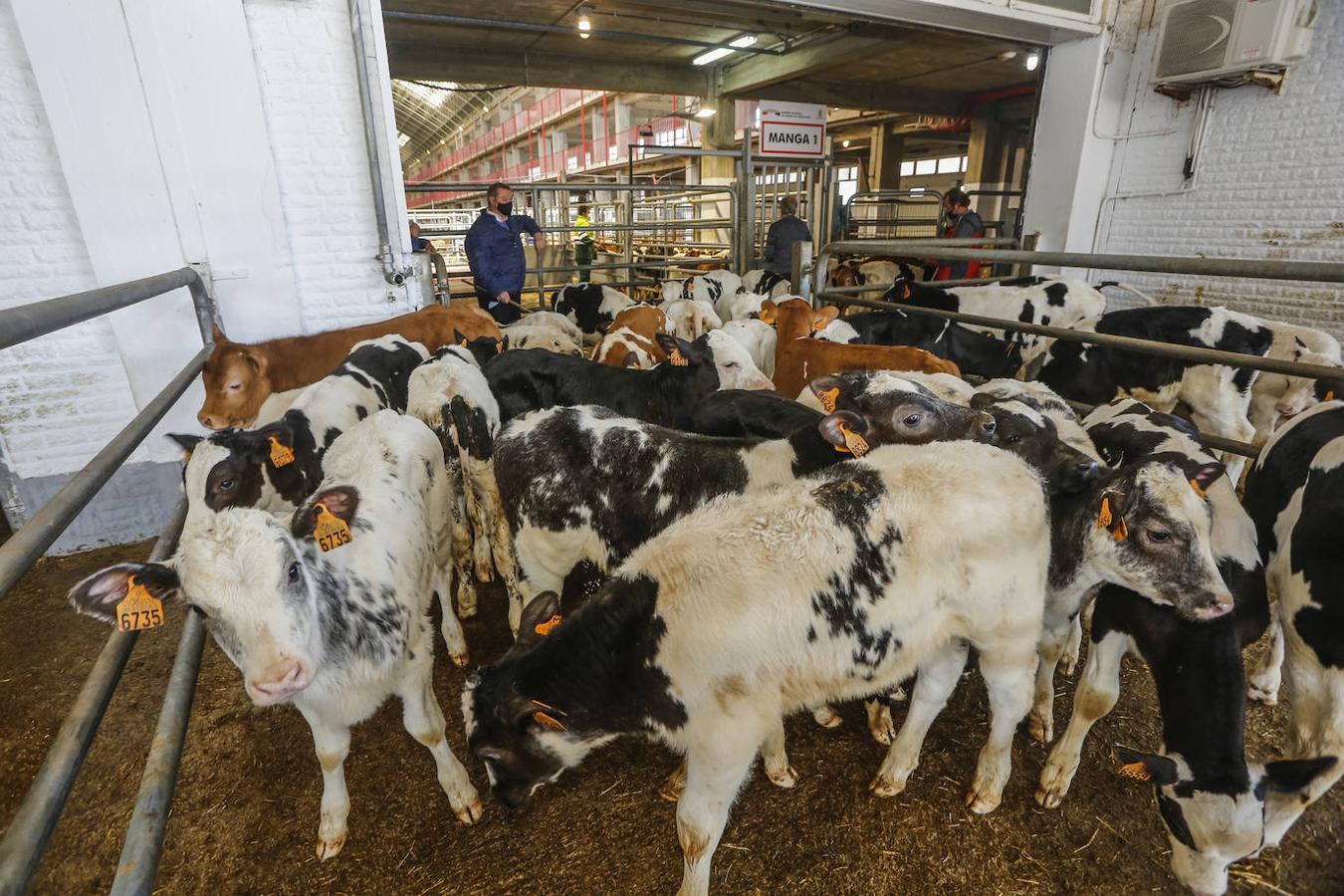 El ganado volvió ayer al Mercado de Torrelavega.