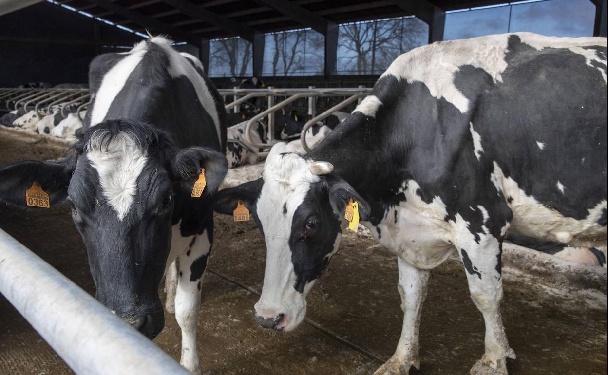 Dos vacas en una explotación ganadera. 