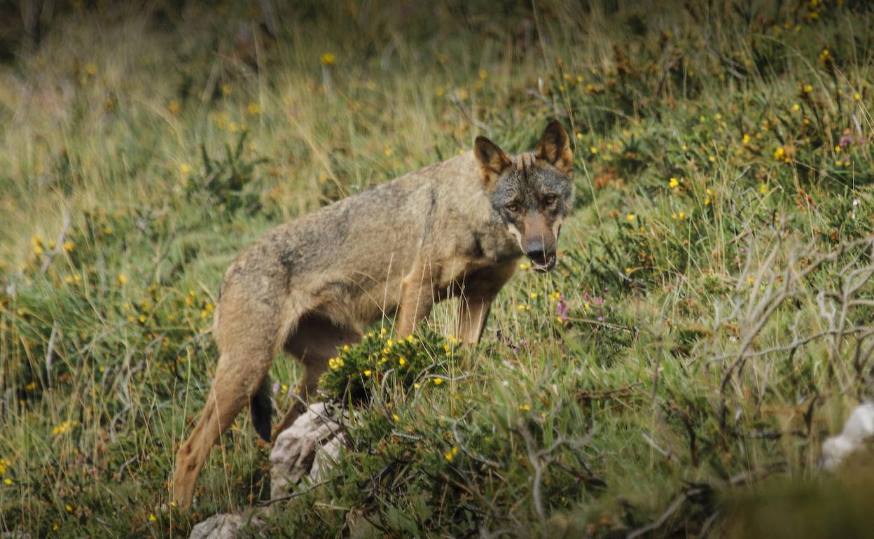 El lobo sigue siendo uno de los grandes protagonistas en los montes y, también, en los despachos. 