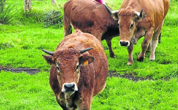 Vacas de raza asturiana de los valles, autóctona española.