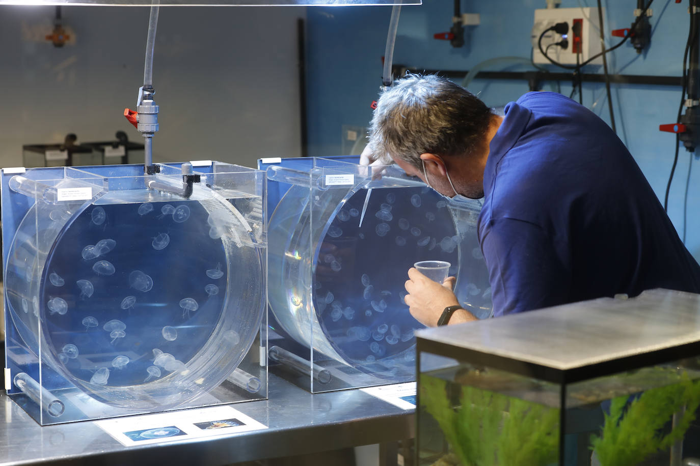 El Museo Marítimo del Cantábrico incorpora las medusas a su exposición y pone en marcha un laboratorio de cría