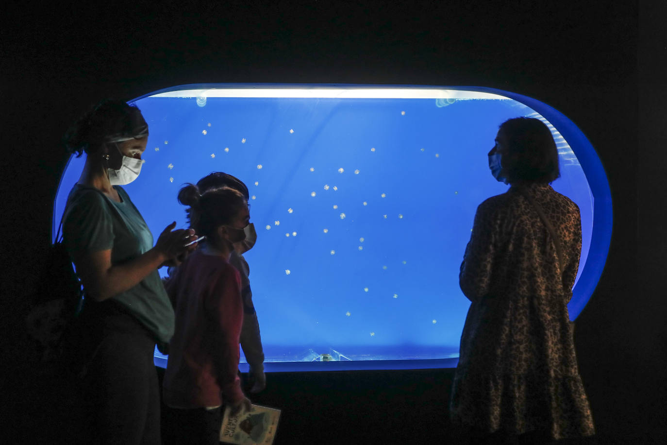 El Museo Marítimo del Cantábrico incorpora las medusas a su exposición y pone en marcha un laboratorio de cría