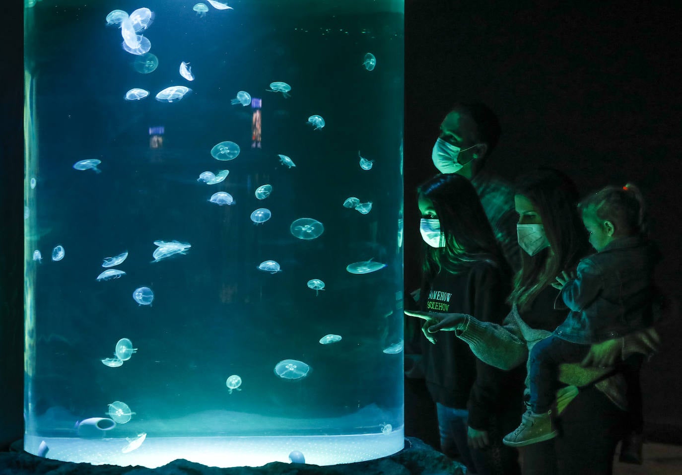 El Museo Marítimo del Cantábrico incorpora las medusas a su exposición y pone en marcha un laboratorio de cría