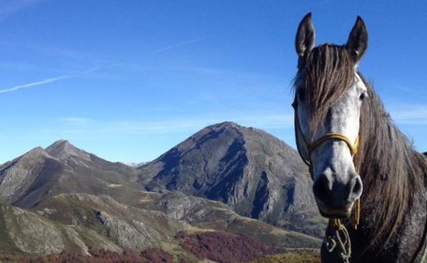 La filosofía equina, pacífica y emocional, es el alma de las rutas con caballos que parten desde la Felguerina (Caso)