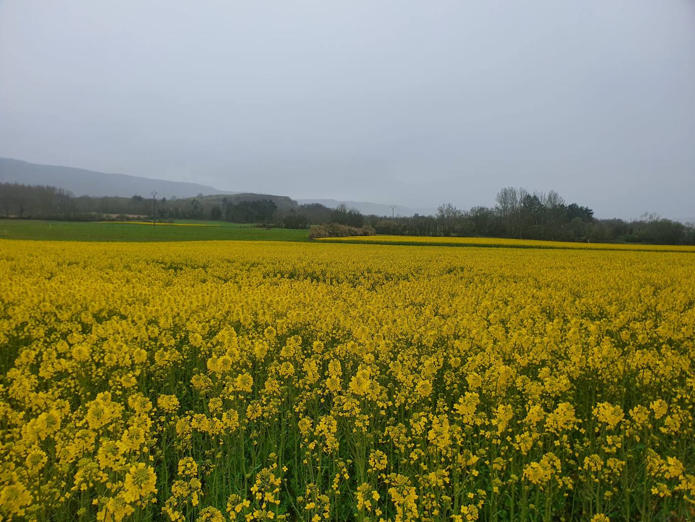 Fotos: Los campos de oro de Valderredible