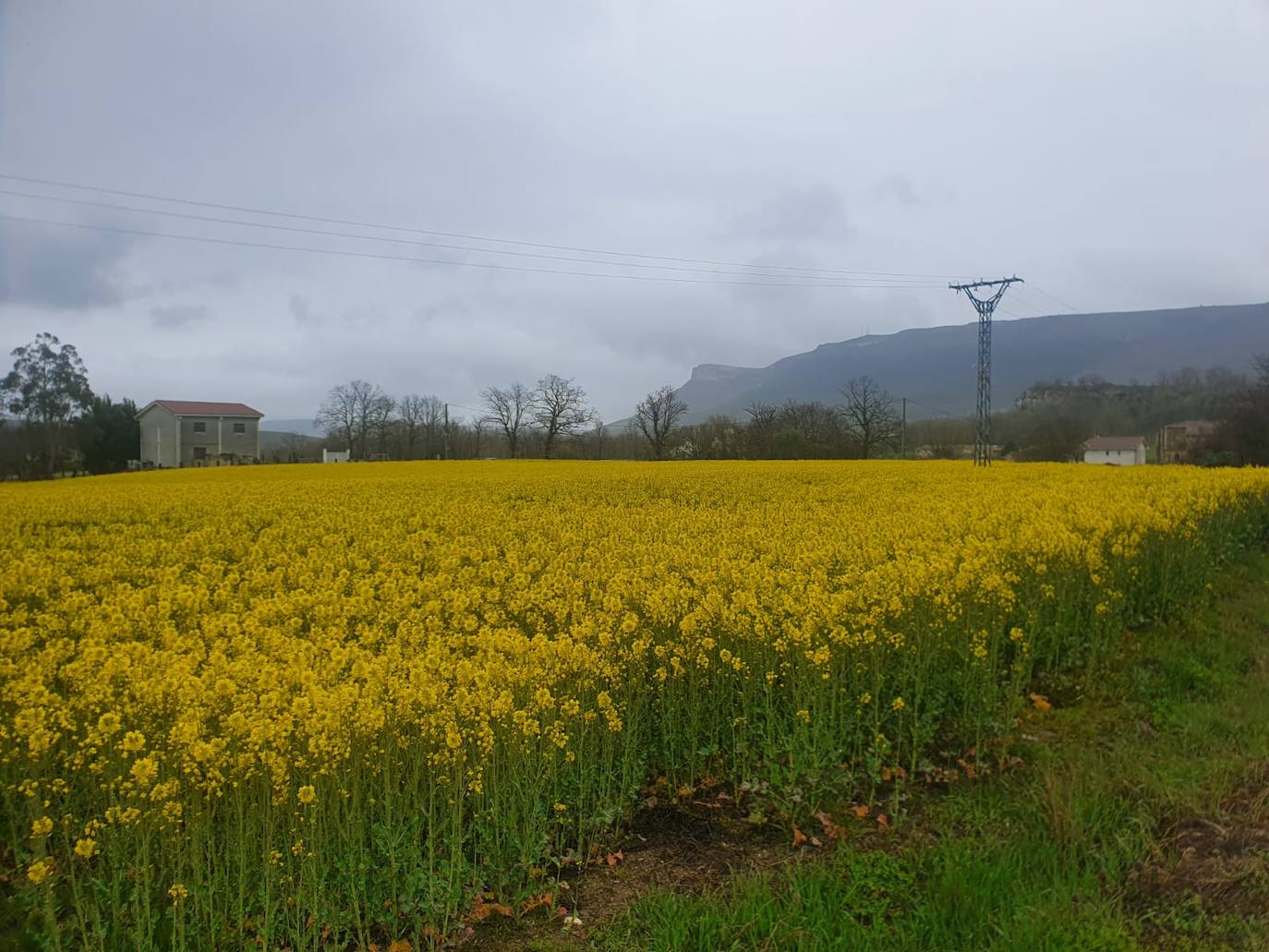 Fotos: Los campos de oro de Valderredible