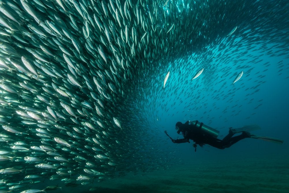 Te mostramos las imágenes ganadoras y finalistas del Nature Photographer of the Year, uno de los concursos de fotografía de naturaleza más importantes del planeta.