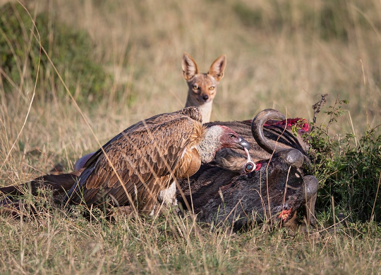 Te mostramos las imágenes ganadoras y finalistas del Nature Photographer of the Year, uno de los concursos de fotografía de naturaleza más importantes del planeta.