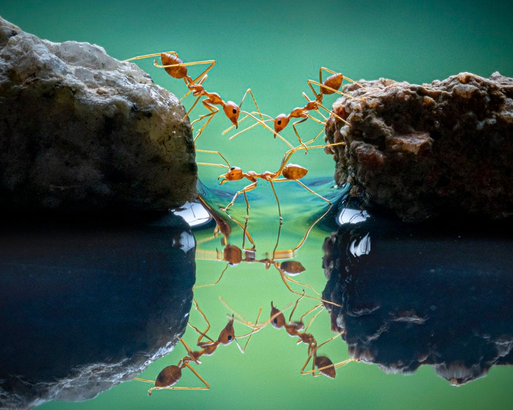 Te mostramos las imágenes ganadoras y finalistas del Nature Photographer of the Year, uno de los concursos de fotografía de naturaleza más importantes del planeta.