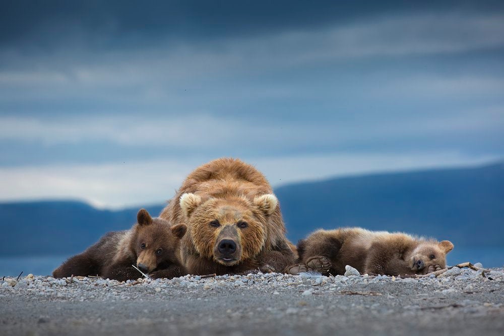 Te mostramos las imágenes ganadoras y finalistas del Nature Photographer of the Year, uno de los concursos de fotografía de naturaleza más importantes del planeta.