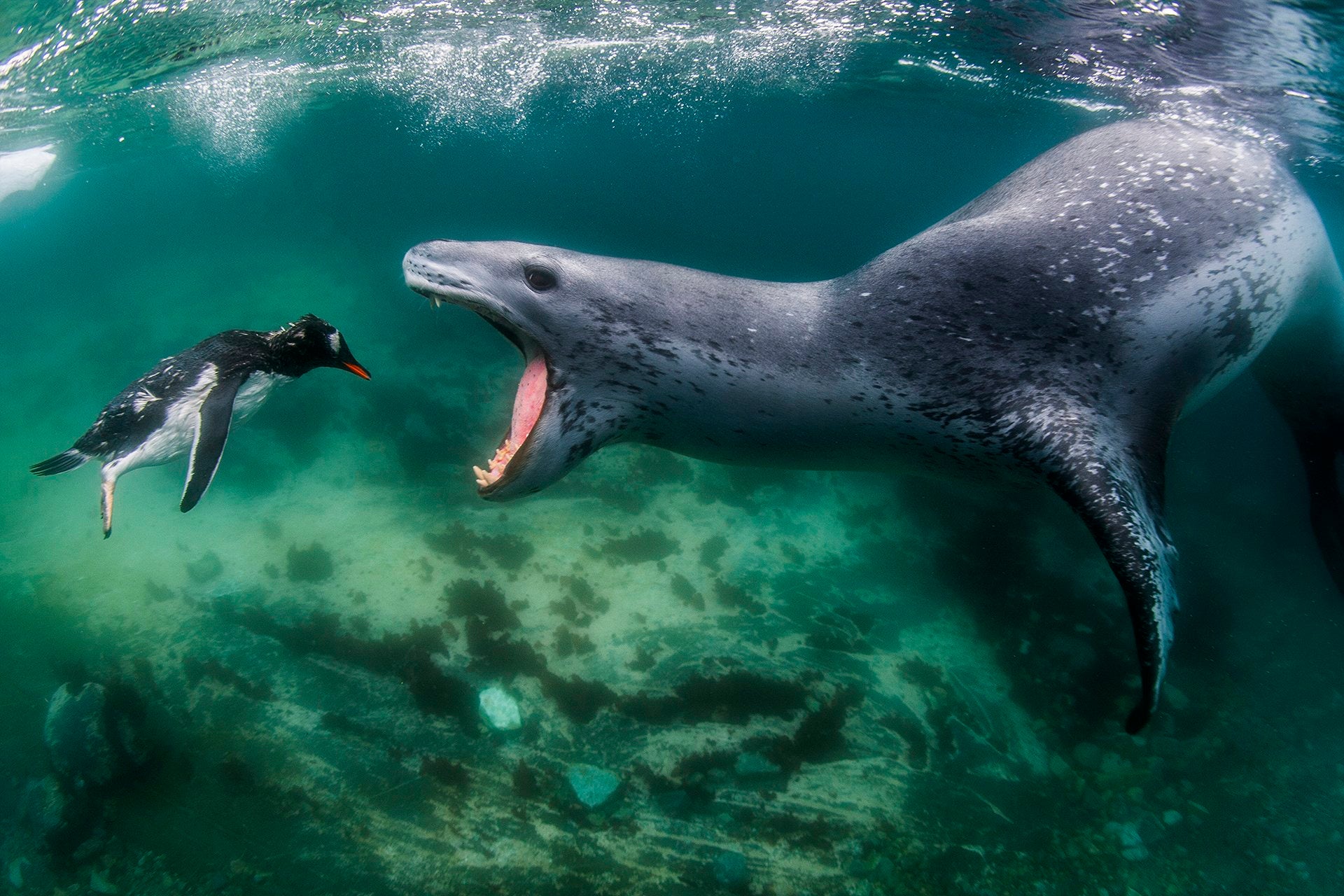 Te mostramos las imágenes ganadoras y finalistas del Nature Photographer of the Year, uno de los concursos de fotografía de naturaleza más importantes del planeta.