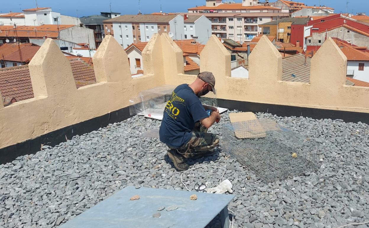 Un trabajador instalando una jaula de captura 