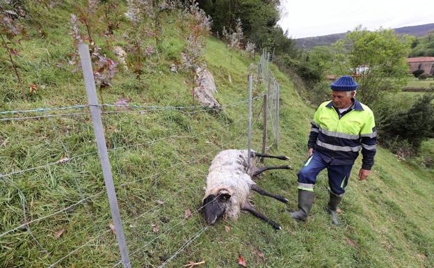 Los ganaderos notifican casi 700 reses muertas por el lobo en menos de siete meses