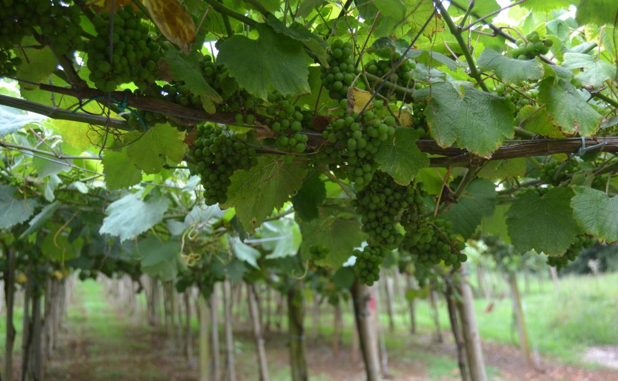 Viñas emparradas con uvas en Novales. 