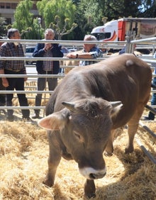 Imagen secundaria 2 - El concurso, exposición y subasta nacional se celebró en el ferial de La Serna, en Potes 