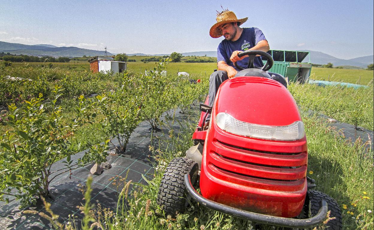 Un agricultor trabaja en una finca de arándonos en Fresno del Río. 