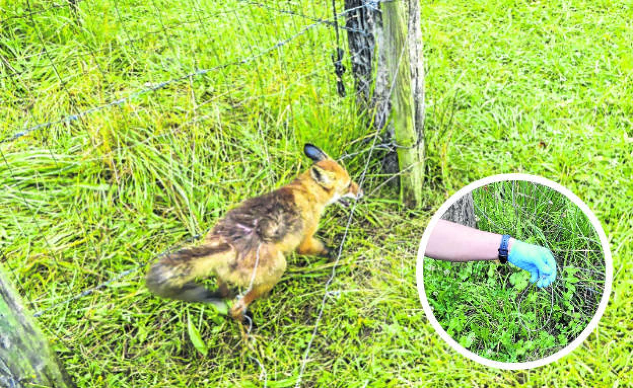 Zorro atrapado en uno de los lazos antes de ser liberado por los agentes del Medio Natural y uno de ellos localizado en la finca de Los Corrales de Buelna.