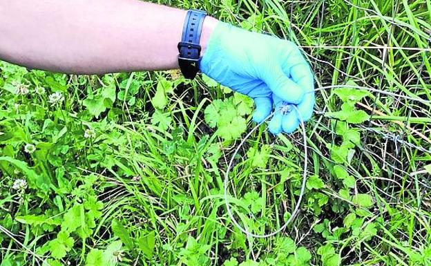 Un agente de Medio Natural muestra uno de los lazos localizados en una finca de Los Corrales de Buelna.