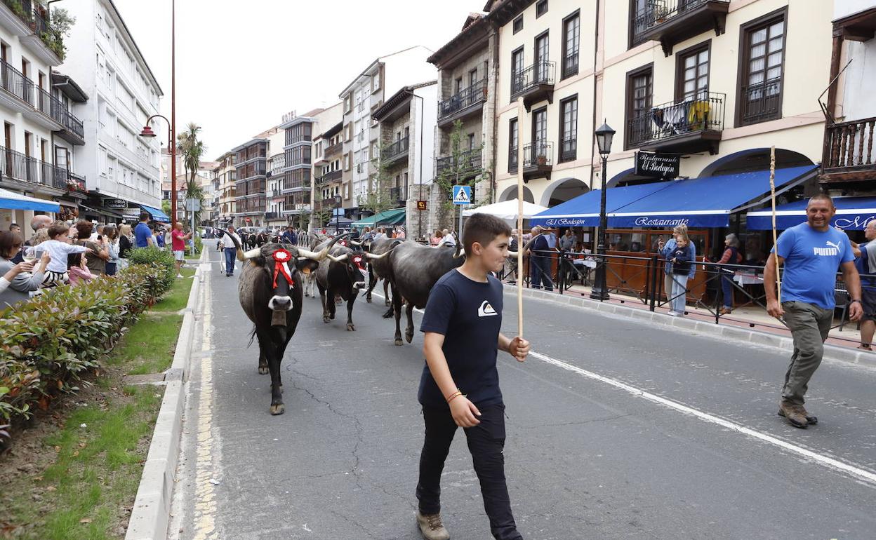 Parte del ganado que participó en la feria realizó una 'pasá' por el centro de San Vicente 