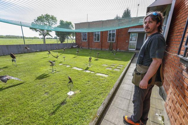 Los halcones, en plena faena, con el cetrero.