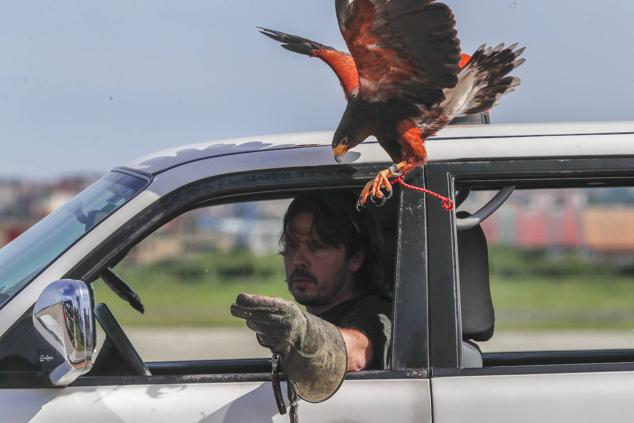 Los halcones, en plena faena, con el cetrero.