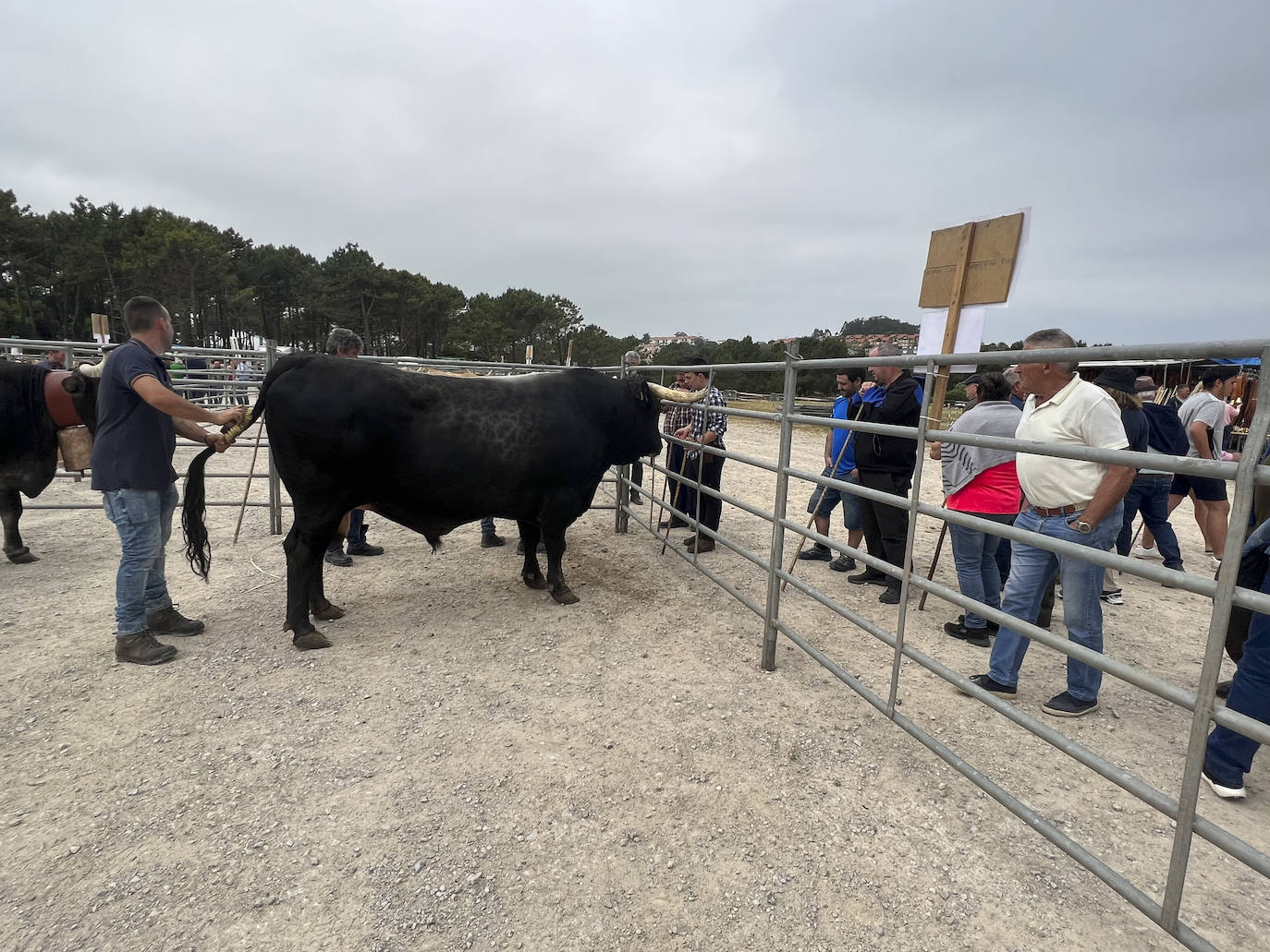 La villa acoge este fin de semana los actos, con feria ganadera incluida, que tradicionalmente se celebran en enero y que fueron aplazados por la pandemia