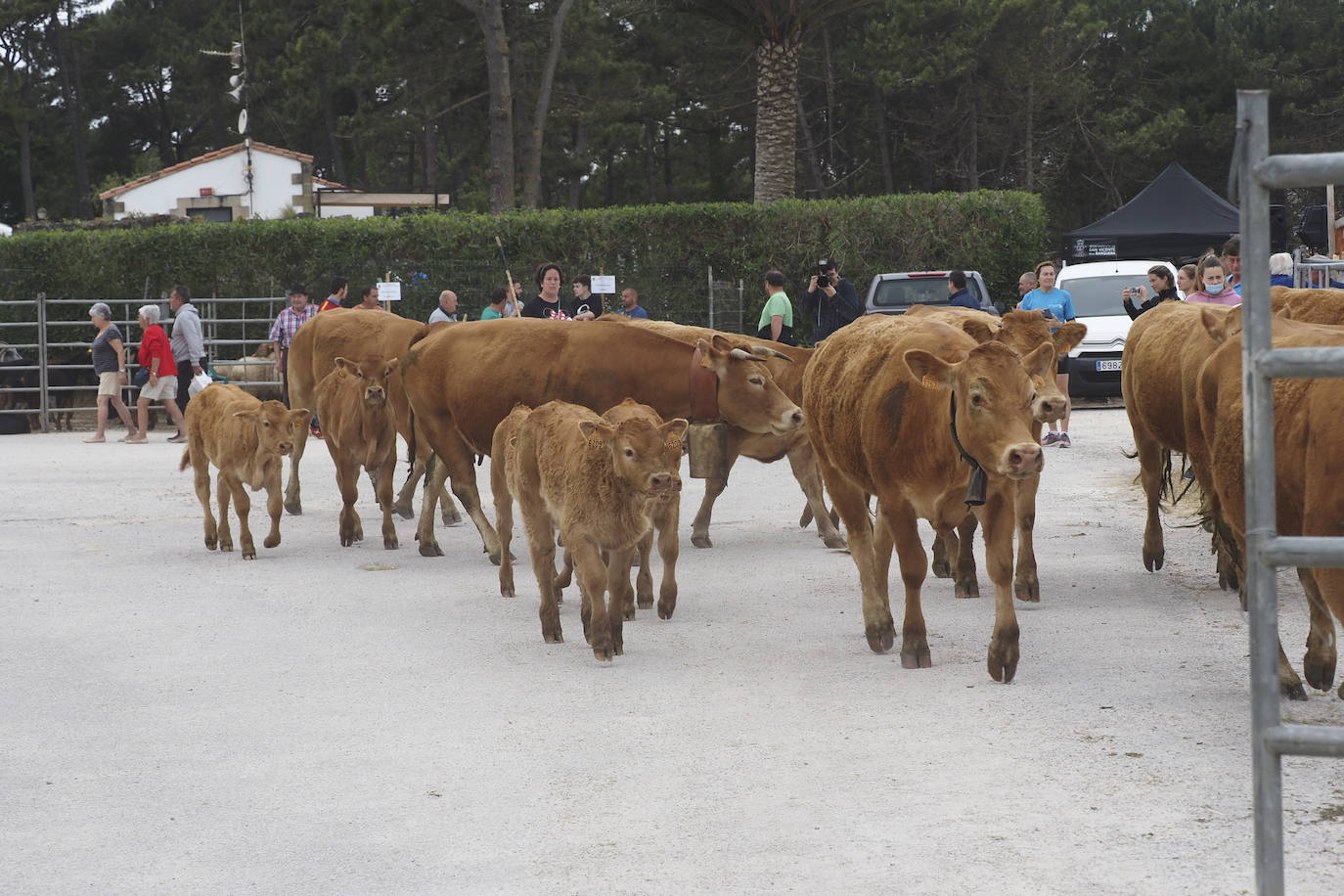 La villa acoge este fin de semana los actos, con feria ganadera incluida, que tradicionalmente se celebran en enero y que fueron aplazados por la pandemia