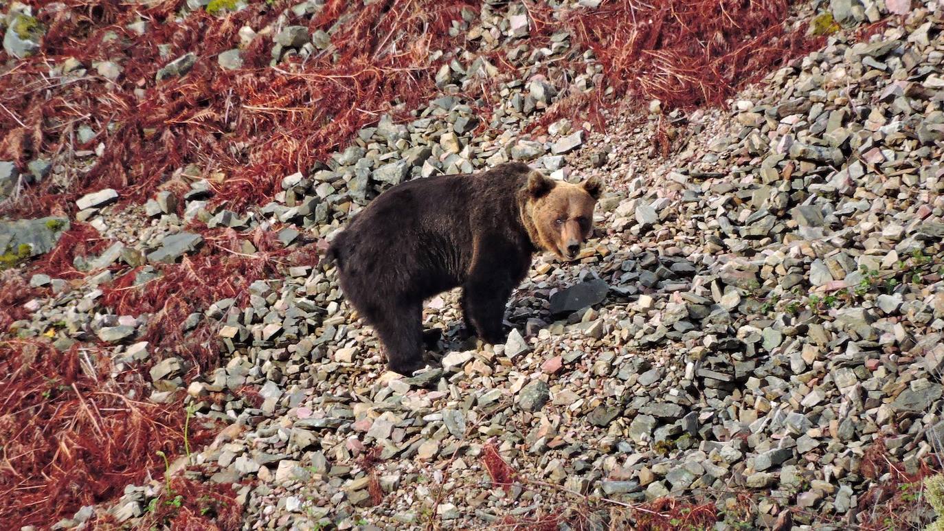 Aunque al avistamiento de osos en libertad no es tarea fácil y cuando se tiene suerte hay que hacerlo a una distancia entre 500 y 2.000 metros apreciando unas pequeñas motitas que se mueven entre roquedos y bosques, en la excursión se pueden apreciar otros animales como el gato montés, venados y rebecos, el esquivo urogallo, el águila real y el quebrantahuesos, y con suerte algún lobo o zorro. Por supuesto, no faltan las razas domésticas autóctonas como el caballo asturcón o la vaca carreñana, vigilados de cerca por los pacientes vaqueiros. Pero tal vez lo mejor de esta visita a la Cordillera Cantábrica sea el escenario en que todos esos animales caminan o vuelan porque aquí se encuentran también 142 especies de mariposas, dos tercios del total que hay en España.