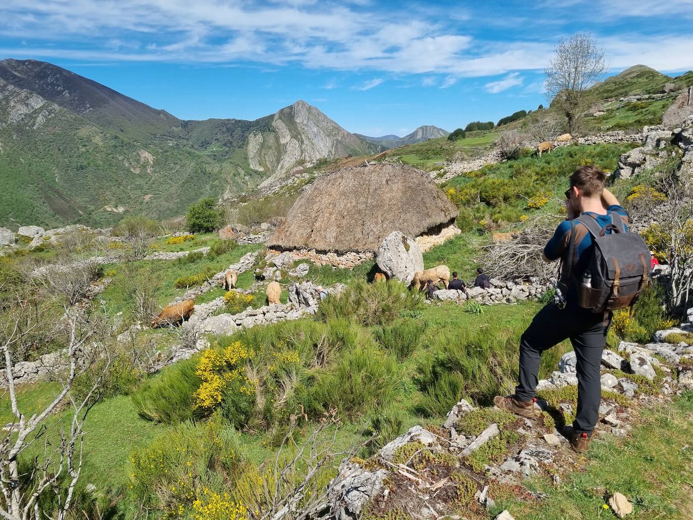 Aunque al avistamiento de osos en libertad no es tarea fácil y cuando se tiene suerte hay que hacerlo a una distancia entre 500 y 2.000 metros apreciando unas pequeñas motitas que se mueven entre roquedos y bosques, en la excursión se pueden apreciar otros animales como el gato montés, venados y rebecos, el esquivo urogallo, el águila real y el quebrantahuesos, y con suerte algún lobo o zorro. Por supuesto, no faltan las razas domésticas autóctonas como el caballo asturcón o la vaca carreñana, vigilados de cerca por los pacientes vaqueiros. Pero tal vez lo mejor de esta visita a la Cordillera Cantábrica sea el escenario en que todos esos animales caminan o vuelan porque aquí se encuentran también 142 especies de mariposas, dos tercios del total que hay en España.