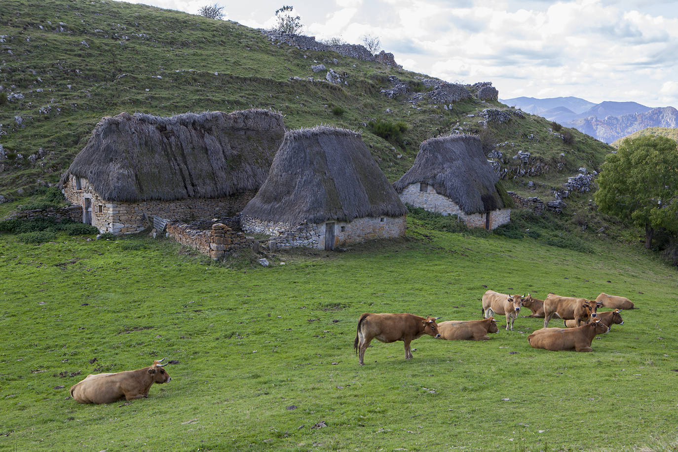 Aunque al avistamiento de osos en libertad no es tarea fácil y cuando se tiene suerte hay que hacerlo a una distancia entre 500 y 2.000 metros apreciando unas pequeñas motitas que se mueven entre roquedos y bosques, en la excursión se pueden apreciar otros animales como el gato montés, venados y rebecos, el esquivo urogallo, el águila real y el quebrantahuesos, y con suerte algún lobo o zorro. Por supuesto, no faltan las razas domésticas autóctonas como el caballo asturcón o la vaca carreñana, vigilados de cerca por los pacientes vaqueiros. Pero tal vez lo mejor de esta visita a la Cordillera Cantábrica sea el escenario en que todos esos animales caminan o vuelan porque aquí se encuentran también 142 especies de mariposas, dos tercios del total que hay en España.