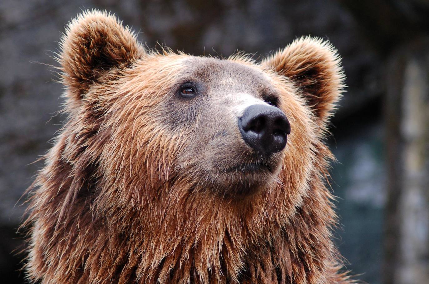 Aunque al avistamiento de osos en libertad no es tarea fácil y cuando se tiene suerte hay que hacerlo a una distancia entre 500 y 2.000 metros apreciando unas pequeñas motitas que se mueven entre roquedos y bosques, en la excursión se pueden apreciar otros animales como el gato montés, venados y rebecos, el esquivo urogallo, el águila real y el quebrantahuesos, y con suerte algún lobo o zorro. Por supuesto, no faltan las razas domésticas autóctonas como el caballo asturcón o la vaca carreñana, vigilados de cerca por los pacientes vaqueiros. Pero tal vez lo mejor de esta visita a la Cordillera Cantábrica sea el escenario en que todos esos animales caminan o vuelan porque aquí se encuentran también 142 especies de mariposas, dos tercios del total que hay en España.