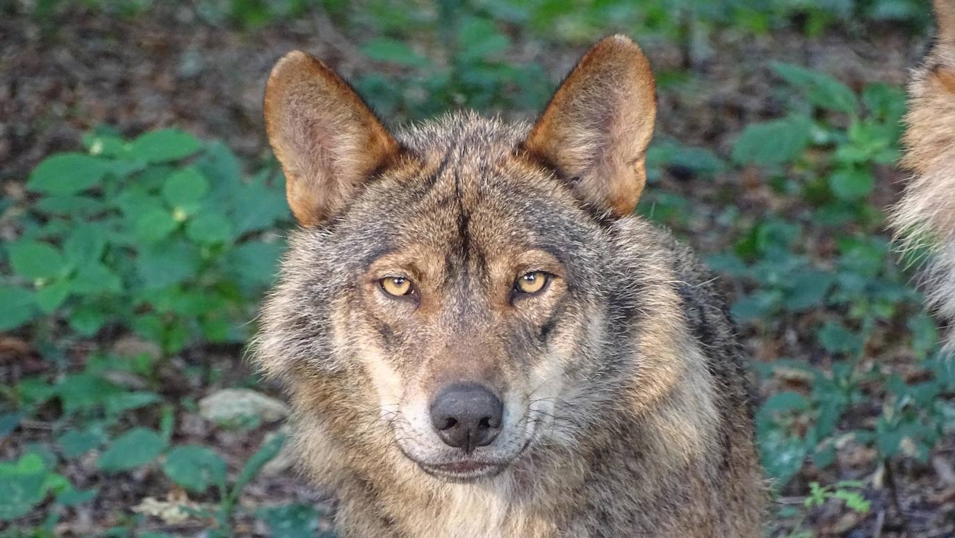 Aunque al avistamiento de osos en libertad no es tarea fácil y cuando se tiene suerte hay que hacerlo a una distancia entre 500 y 2.000 metros apreciando unas pequeñas motitas que se mueven entre roquedos y bosques, en la excursión se pueden apreciar otros animales como el gato montés, venados y rebecos, el esquivo urogallo, el águila real y el quebrantahuesos, y con suerte algún lobo o zorro. Por supuesto, no faltan las razas domésticas autóctonas como el caballo asturcón o la vaca carreñana, vigilados de cerca por los pacientes vaqueiros. Pero tal vez lo mejor de esta visita a la Cordillera Cantábrica sea el escenario en que todos esos animales caminan o vuelan porque aquí se encuentran también 142 especies de mariposas, dos tercios del total que hay en España.