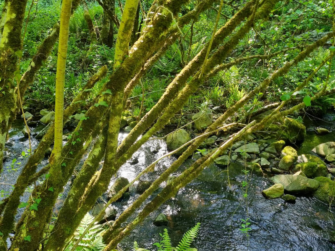 Aunque al avistamiento de osos en libertad no es tarea fácil y cuando se tiene suerte hay que hacerlo a una distancia entre 500 y 2.000 metros apreciando unas pequeñas motitas que se mueven entre roquedos y bosques, en la excursión se pueden apreciar otros animales como el gato montés, venados y rebecos, el esquivo urogallo, el águila real y el quebrantahuesos, y con suerte algún lobo o zorro. Por supuesto, no faltan las razas domésticas autóctonas como el caballo asturcón o la vaca carreñana, vigilados de cerca por los pacientes vaqueiros. Pero tal vez lo mejor de esta visita a la Cordillera Cantábrica sea el escenario en que todos esos animales caminan o vuelan porque aquí se encuentran también 142 especies de mariposas, dos tercios del total que hay en España.