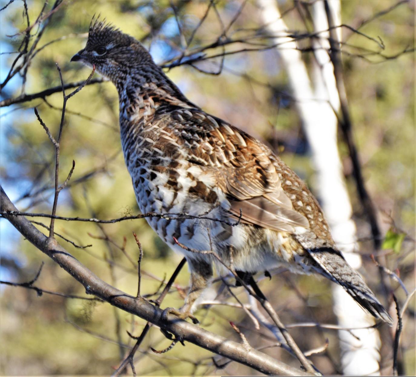 Aunque al avistamiento de osos en libertad no es tarea fácil y cuando se tiene suerte hay que hacerlo a una distancia entre 500 y 2.000 metros apreciando unas pequeñas motitas que se mueven entre roquedos y bosques, en la excursión se pueden apreciar otros animales como el gato montés, venados y rebecos, el esquivo urogallo, el águila real y el quebrantahuesos, y con suerte algún lobo o zorro. Por supuesto, no faltan las razas domésticas autóctonas como el caballo asturcón o la vaca carreñana, vigilados de cerca por los pacientes vaqueiros. Pero tal vez lo mejor de esta visita a la Cordillera Cantábrica sea el escenario en que todos esos animales caminan o vuelan porque aquí se encuentran también 142 especies de mariposas, dos tercios del total que hay en España.