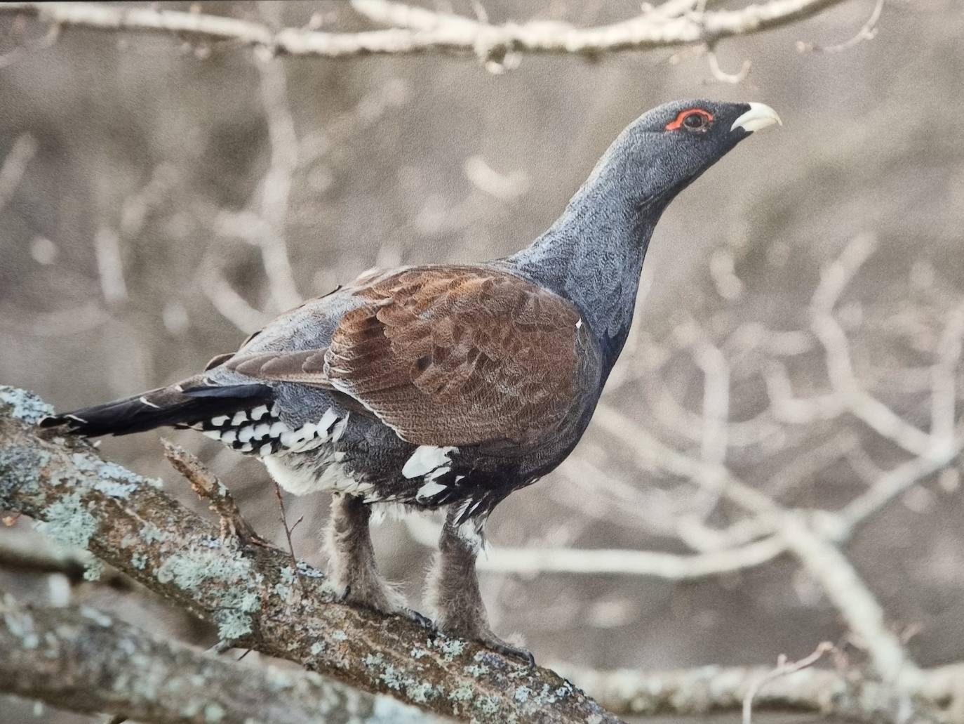 Aunque al avistamiento de osos en libertad no es tarea fácil y cuando se tiene suerte hay que hacerlo a una distancia entre 500 y 2.000 metros apreciando unas pequeñas motitas que se mueven entre roquedos y bosques, en la excursión se pueden apreciar otros animales como el gato montés, venados y rebecos, el esquivo urogallo, el águila real y el quebrantahuesos, y con suerte algún lobo o zorro. Por supuesto, no faltan las razas domésticas autóctonas como el caballo asturcón o la vaca carreñana, vigilados de cerca por los pacientes vaqueiros. Pero tal vez lo mejor de esta visita a la Cordillera Cantábrica sea el escenario en que todos esos animales caminan o vuelan porque aquí se encuentran también 142 especies de mariposas, dos tercios del total que hay en España.