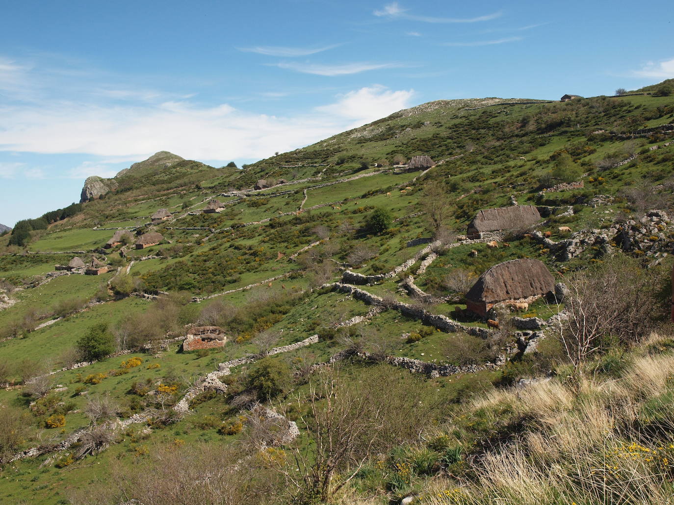 Aunque al avistamiento de osos en libertad no es tarea fácil y cuando se tiene suerte hay que hacerlo a una distancia entre 500 y 2.000 metros apreciando unas pequeñas motitas que se mueven entre roquedos y bosques, en la excursión se pueden apreciar otros animales como el gato montés, venados y rebecos, el esquivo urogallo, el águila real y el quebrantahuesos, y con suerte algún lobo o zorro. Por supuesto, no faltan las razas domésticas autóctonas como el caballo asturcón o la vaca carreñana, vigilados de cerca por los pacientes vaqueiros. Pero tal vez lo mejor de esta visita a la Cordillera Cantábrica sea el escenario en que todos esos animales caminan o vuelan porque aquí se encuentran también 142 especies de mariposas, dos tercios del total que hay en España.