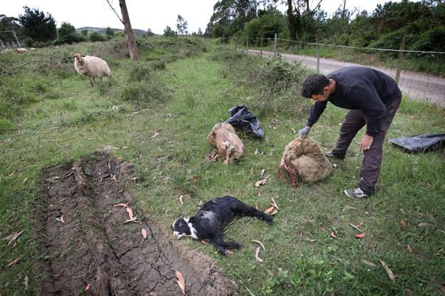 «Los lobos ya merodean por la costa occidental de Cantabria»