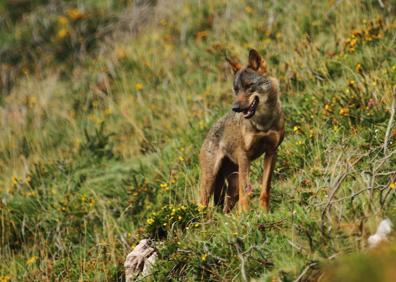 Imagen secundaria 1 - 1. Un ganadero de Treceño con uno de sus animales, atacado por lobos el pasado mes de abril. | 2. Un ejemplar de lobo en territorio cántabro. | 3. Ganaderos atienden a un potro atacado en Mazcuerras.