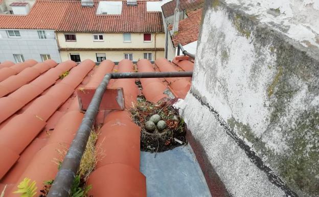 Imagen principal - Cerca de 400 nidos de gaviota serán retirados de los tejados de Santander