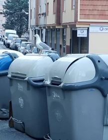 Imagen secundaria 2 - Cerca de 400 nidos de gaviota serán retirados de los tejados de Santander