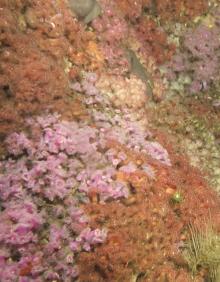 Imagen secundaria 2 - Arriba, científicas del Oceanográfico seleccionan muestras recogidas durante la campaña 'Circarock 0522'. Abajo, robot acuático que filma y toma muestras. Y fondos tapizados por corales joya de varios colores. 