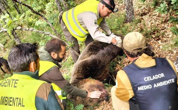 Los agentes medioambientales de la Junta, el lunes con el cadáver del oso. 