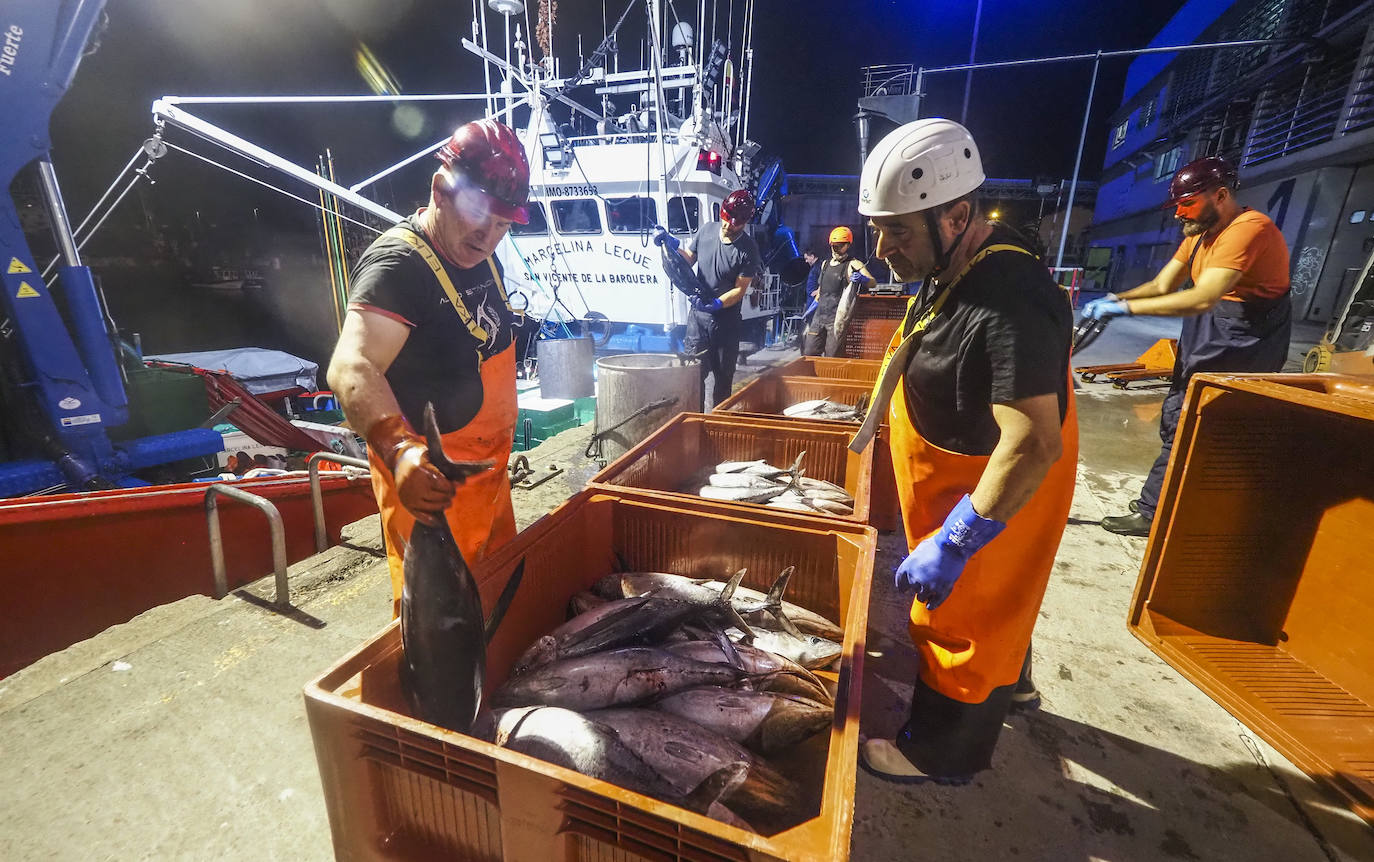 Fotos: Descarga de bonito en Santoña y subasta en la lonja de Laredo