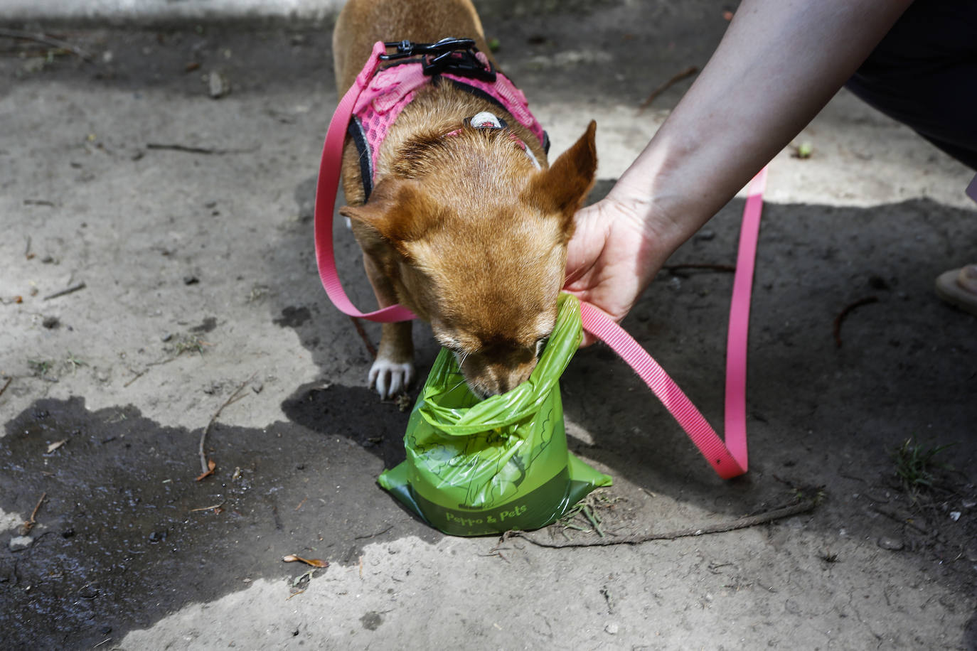 Un perro bebe agua de una bolsa.